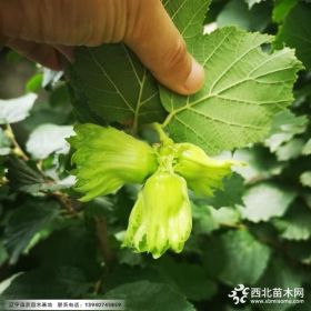 耐寒大榛子苗，東北高產(chǎn)抗寒大果榛子苗