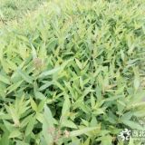 绣线菊价格 绣线菊批发基地 绣线菊大量出售