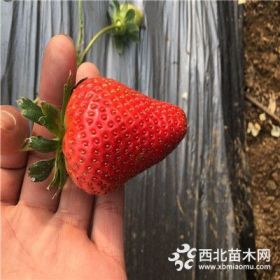 优质草莓苗品种  红颜草莓苗价格