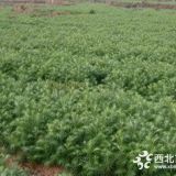 30公分杉木苗價格多少錢一棵-速生杉木苗造林種植技術