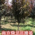 江蘇8公分紅葉李價(jià)格