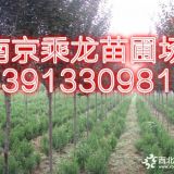 9公分紅葉李價(jià)格