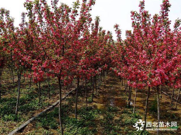 北美海棠樹價格