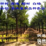 10公分-12公分榆樹價(jià)格長(zhǎng)枝榆種植報(bào)價(jià)