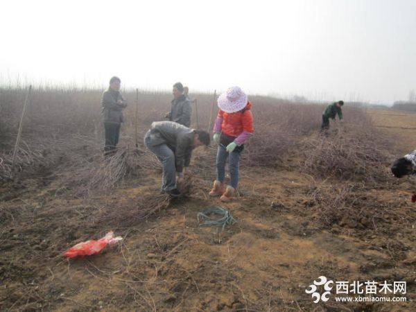 黄刺梅