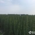 紫薇小苗,紫薇條子,編織紫薇花瓶的材料