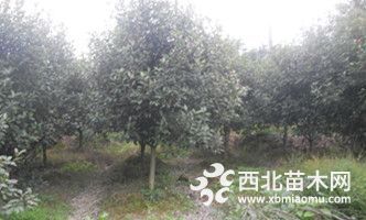 南京红叶石楠各种规格在苗圃的价格低