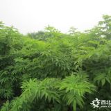 金葉接骨木高度2.5米冠幅2米批發(fā)價格 每棵260元