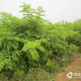 金葉接骨木高度1.8米冠幅1.2米 批發(fā)價格