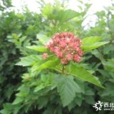 金葉風(fēng)箱果高度1.2米4分枝價格 每棵3.5元