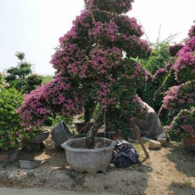 造型三角梅基地 基地直銷