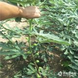 無花果樹苗多少錢 無花果樹苗價格