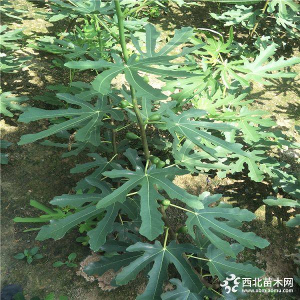 無花果價(jià)格