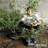 珠寶藍莓苗品種說明，珠寶藍莓苗3-5年生價格