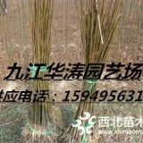 大量1公分栾树小苗预订 直销1-3公分栾树 高度1米栾树小苗