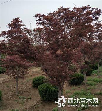 山东济南红枫基地