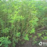 河北定州紫穗槐粗度0.5-0.8公分批發(fā)價格