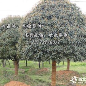 桂花树、大桂花、八月桂，四季桂、丹桂、金桂、银桂、桂花产地