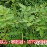 大花薔薇50公分價(jià)格