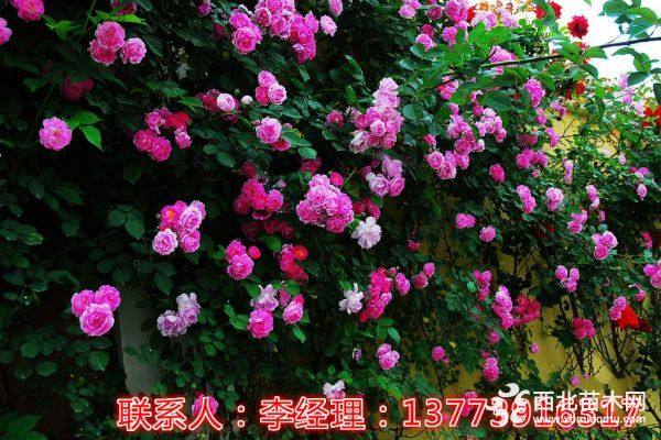 大花薔薇