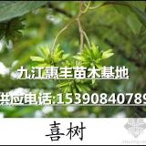 一年生喜樹小苗價格 1公分喜樹小苗 1米高喜樹苗圃