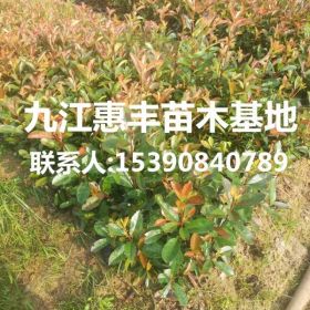 红叶石楠小苗种植基地/供应红叶石楠小苗/一年生红叶石楠小苗