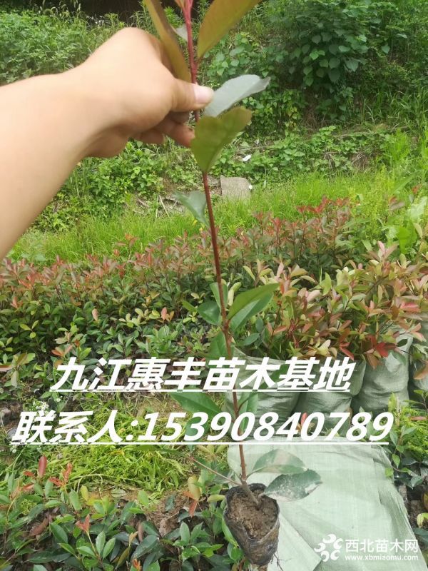 紅葉石楠010_副本