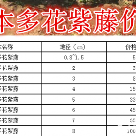 日本多花紫藤基地，日本多花紫藤价格，供应：2-15公分紫藤