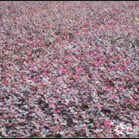 2018年紅花檵木價格