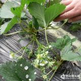 章姬草莓苗價(jià)格 草莓苗批發(fā)廠家