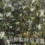 河南哪里有1公分梨樹苗/河南梨樹苗批發(fā)價(jià)格2元