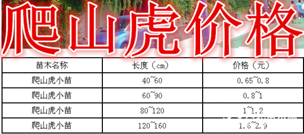 爬山虎基地，爬山虎产地，供应：50-2米长