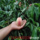 沂蒙霜紅桃苗  桃苗價(jià)格