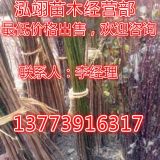 供應(yīng)紅梅小苗價格，1米高紅梅小苗價格