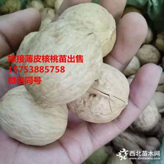 核桃树苗批发价格