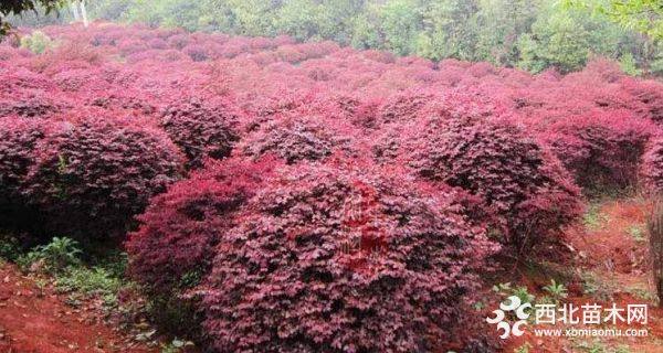 紅花繼木價格