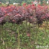 常年出售桂花，紅楓，銀杏，香樟，樸樹(shù)，國(guó)槐，青楓