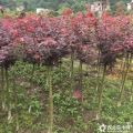 常年出售桂花，紅楓，銀杏，香樟，樸樹，國(guó)槐，青楓