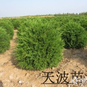 山东蜀桧球 招远蜀桧球基地价格