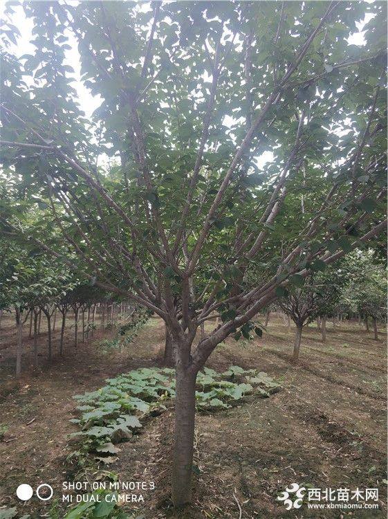 威海樱花树基地