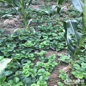 红颜草莓苗基地 红颜草莓苗价格 批发红颜草莓苗多少钱