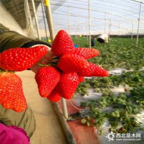 批发牛奶草莓苗 牛奶草莓苗基地 牛奶草莓苗哪里有