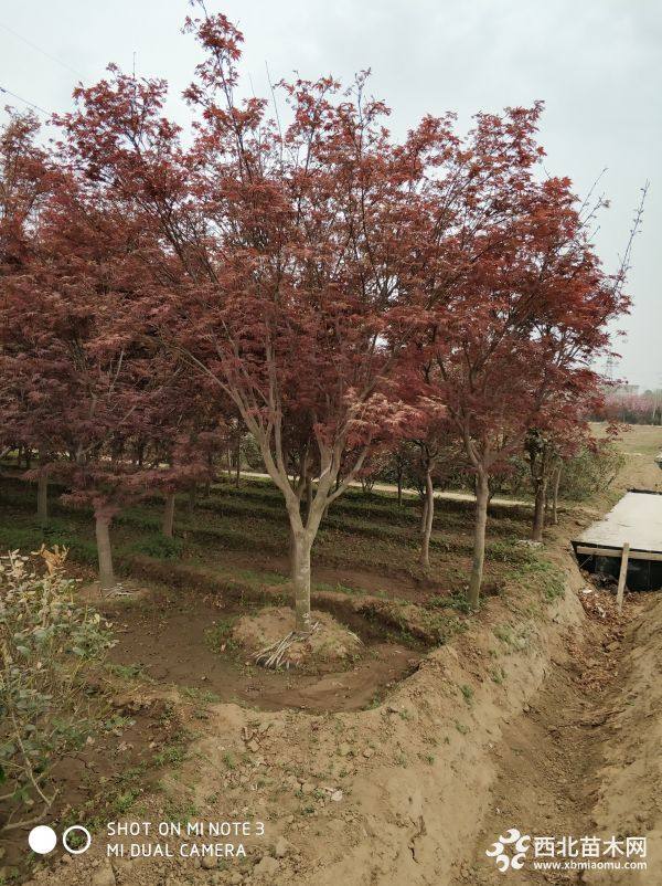 東營紅楓基地