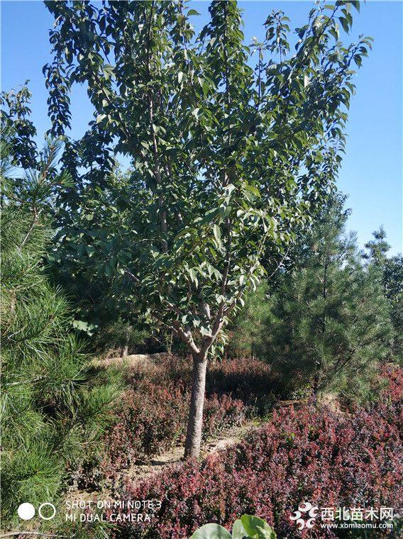 登封櫻花樹基地