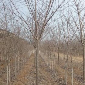 供应红花晚樱 6公分樱花培育基地 优质樱花价格