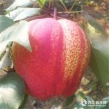 梨樹品種 紅梨苗價(jià)格