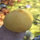 哪里賣早熟油桃苗 早熟油桃多少錢 19號(hào)油桃樹苗