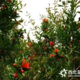 石榴花樹(shù) 南京花石榴價(jià)格