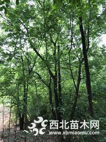 黃連木價(jià)格南京叢生黃連木價(jià)格