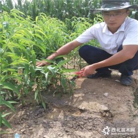 嫁接好的桃树苗哪里有卖的,油蟠7-7桃树苗价格